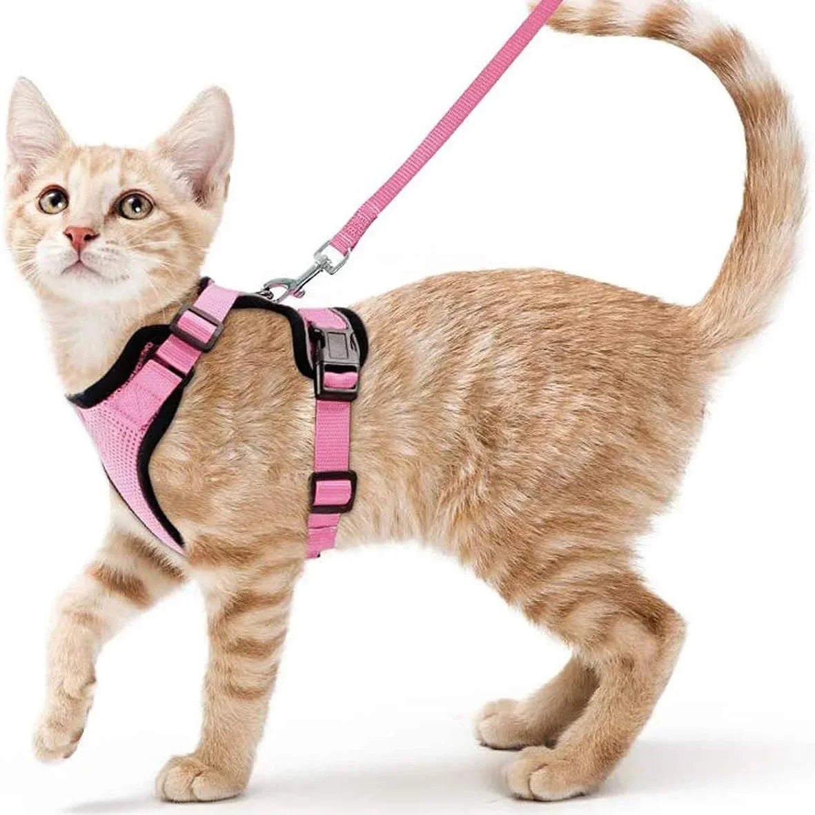 Bluey's Comfy Cat Harness