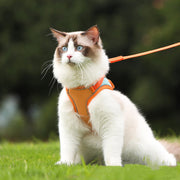 Bluey's Safer Stroll Cat Harness adjustable harness for supervised walks