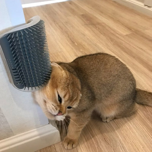 Bluey's Self-Grooming Wall Brush with cat rubbing against bristles