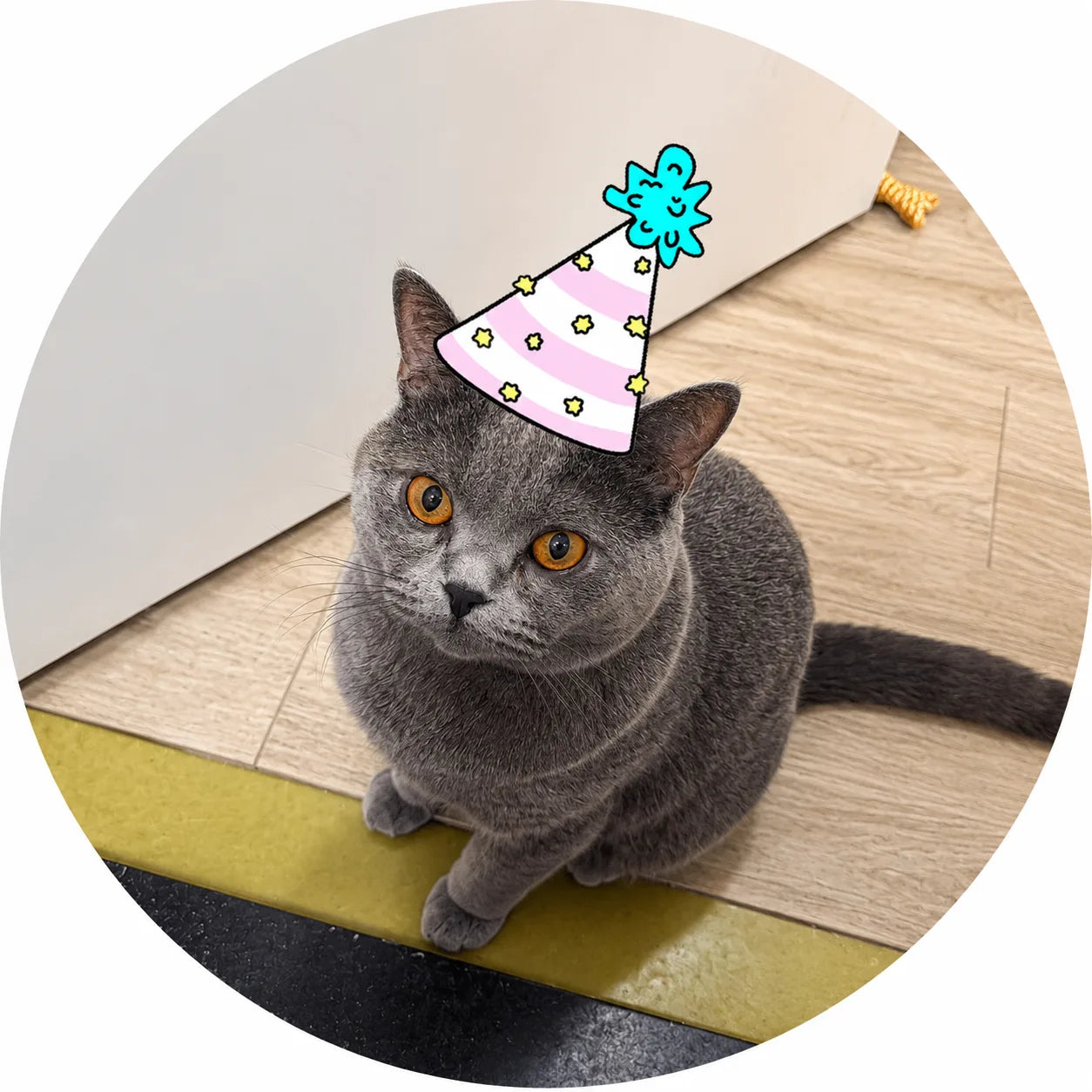 Bluey with a party hat